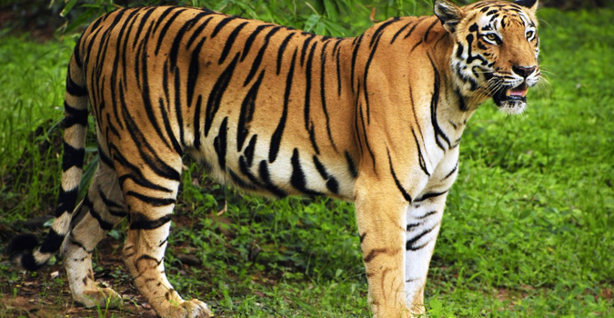 Permintaan tinggi terhadap hampir setiap bahagian pada Harimau Malaya menyebabkan nilai pasaran spesies terancam itu mencecah RM1 juta.
