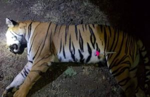 Dua anak harimau T-1 diburu