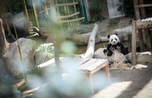 Menteri Air, Tanah dan Sumber Asli, Dr. Xavier Jayakumar berkata, wang berjumlah banyak yang digunakan untuk memelihara Xing Xing dan Liang Liang di Zoo Negara telah menimbulkan rasa tidak puas hati rakyat yang mahu dua ekor panda itu dipulangkan ke China.