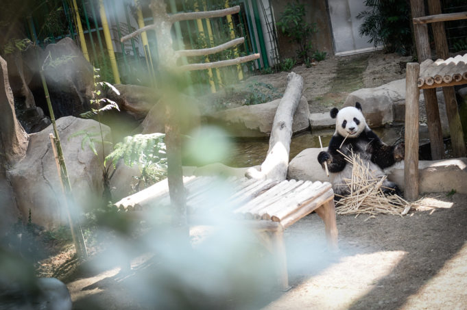 MGF_PandaOhPanda-2 Menteri Air, Tanah dan Sumber Asli, Dr. Xavier Jayakumar berkata, wang berjumlah banyak yang digunakan untuk memelihara Xing Xing dan Liang Liang di Zoo Negara telah menimbulkan rasa tidak puas hati rakyat yang mahu dua ekor panda itu dipulangkan ke China.