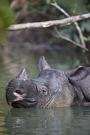 rhino