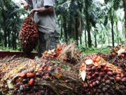 Semakan cukai oleh India jadikan minyak sawit lebih kompetitif sawit