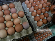 Peniaga menyusun telur untuk dijual kepada orang ramai ketika tinjauan lensa Malaysia Gazette di Pasar Chow Kit, Kuala Lumpur. foto FAREEZ FADZIL, 06 JANUARI 2019