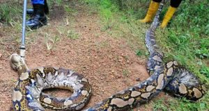 Seekor ular sawa batik seberat 180 kilogram ditangkap Angkatan Pertahanan Awam (APM) Kluang di ladang kelapa sawit di Ladang Nenas, Simpang Renggam, dekat sini, semalam.