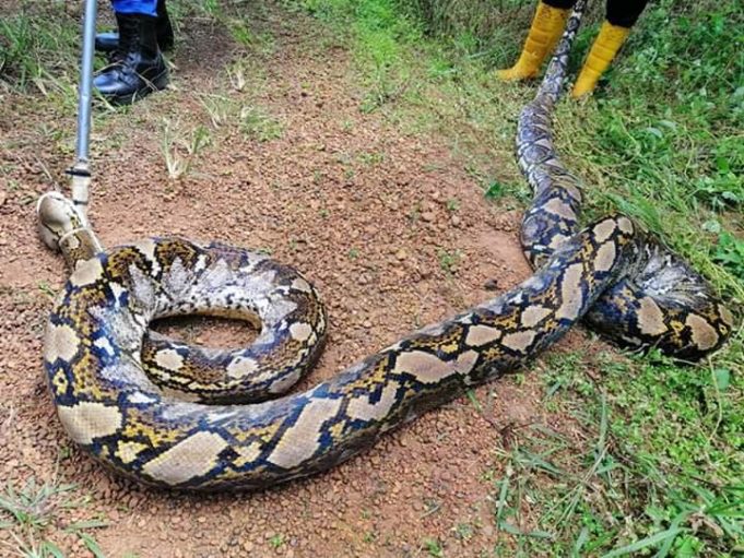 Seekor ular sawa batik seberat 180 kilogram ditangkap Angkatan Pertahanan Awam (APM) Kluang di ladang kelapa sawit di Ladang Nenas, Simpang Renggam, dekat sini, semalam.