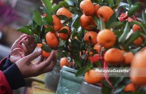 Daily Life – Pokok Limau #TahunBaruCina2019
