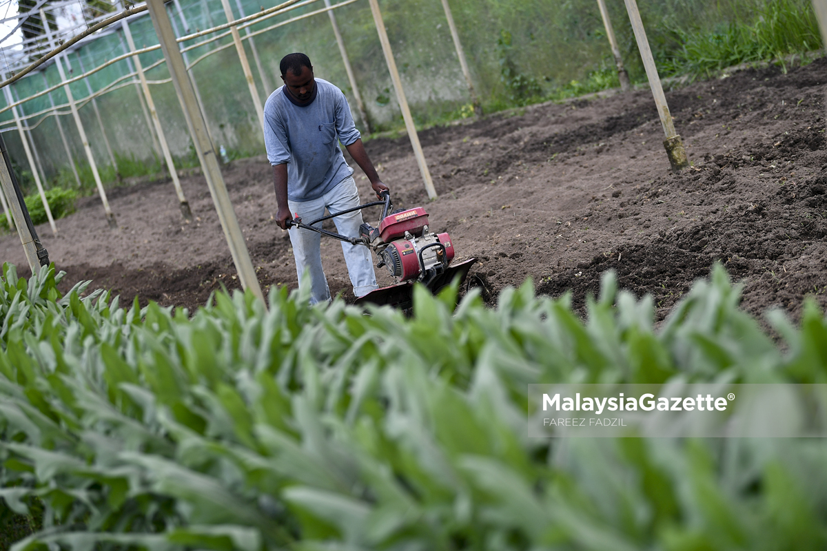 MGF04022019_LADYBIRD ORGANIC FARM_02