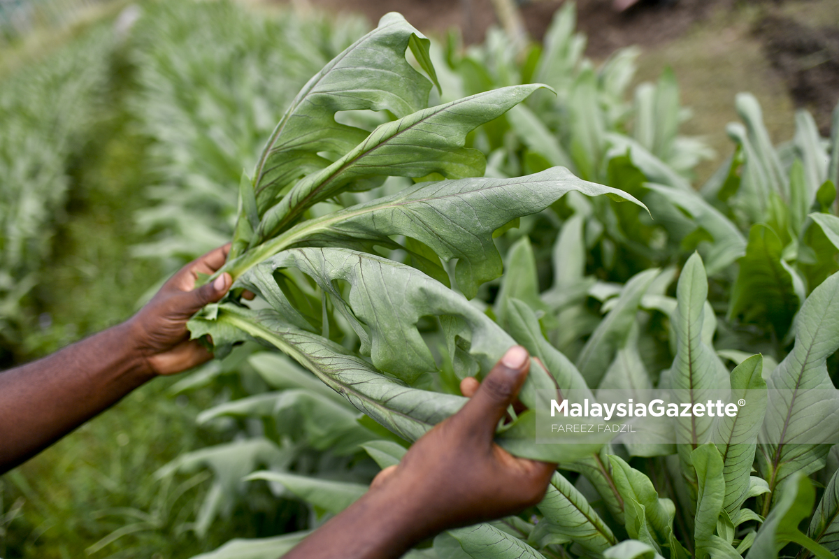 MGF04022019_LADYBIRD ORGANIC FARM_07