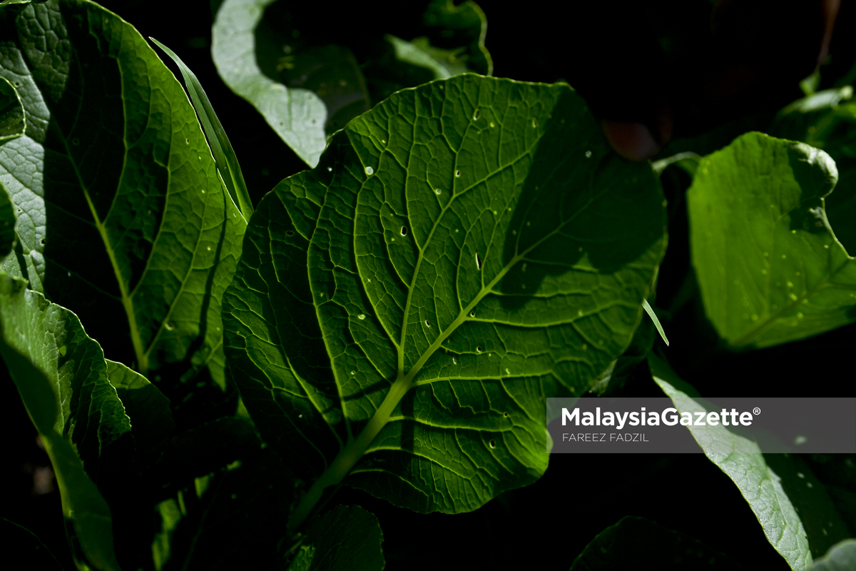 MGF04022019_LADYBIRD ORGANIC FARM_15