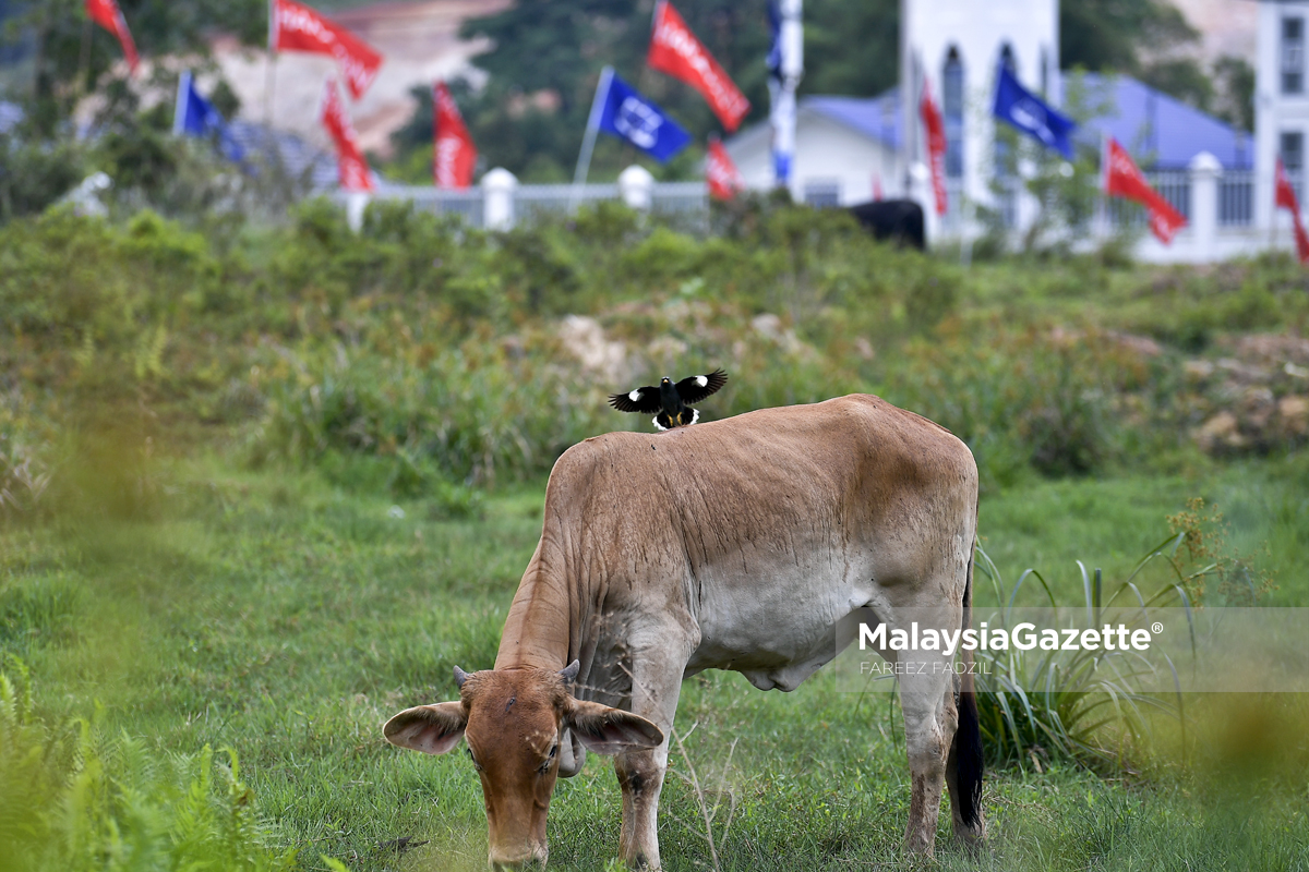 MGF06042019_HUMAN INTEREST PRK RANTAU_01