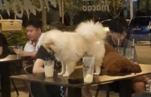 Anjing atas meja: Kafe minta maaf