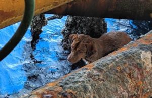 Anjing tersesat di tengah laut