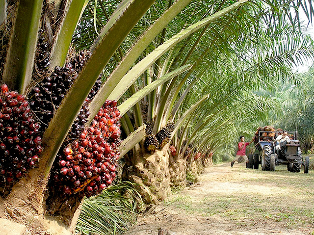 kelapa-sawit-ladang