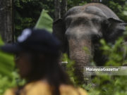 Termakan baja tumbuhan disyaki punca kematian gajah betina
