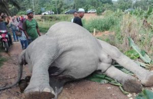 Tiga gajah disahkan termakan racun