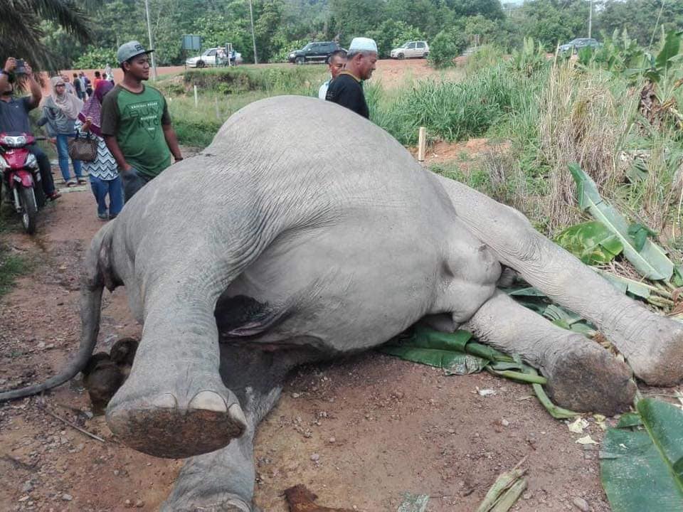 Tiga gajah disahkan termakan racun