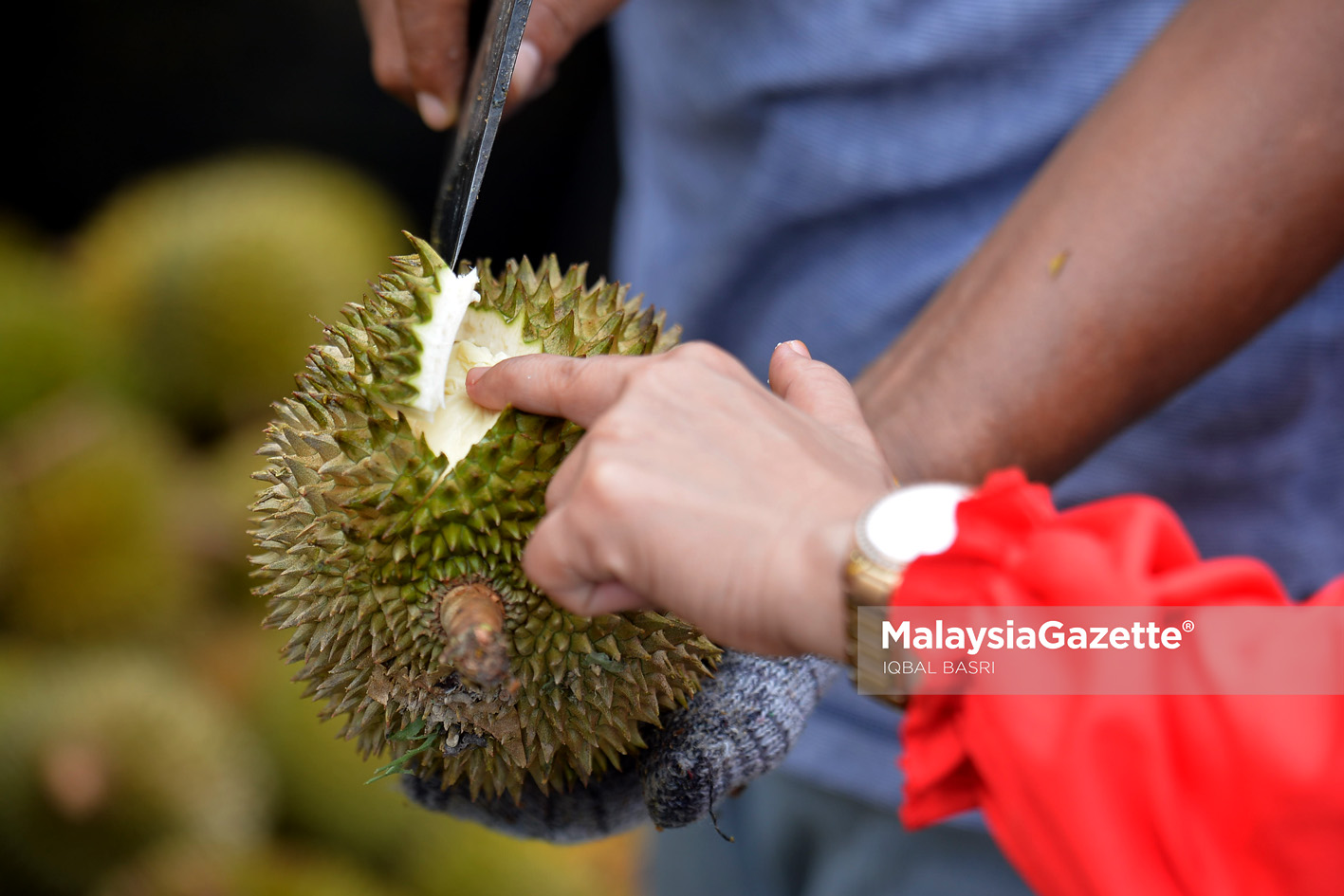 MGF14072019_Photo Essay Durian_17