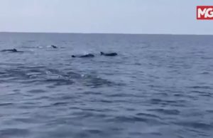 Paus Pilot Sirip Pendek pula muncul di perairan Terengganu