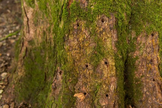 pokok berusia diambang maut1