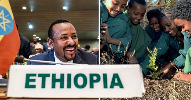 tanam pokok ethiopia