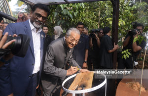 Tun M Rasmi Pokok Kebangsaan #PokokMerbau