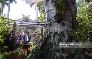 Pokok Merbau dipilih Pokok Kebangsaan