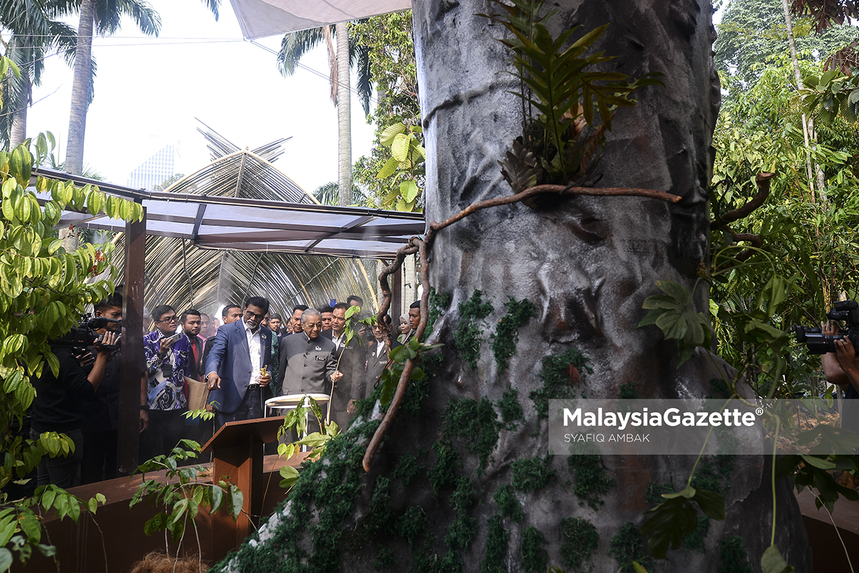  Pokok Merbau  dipilih Pokok  Kebangsaan