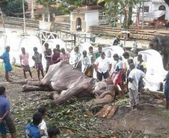 Gajah 'kurus kering' dakwa didera kini mati