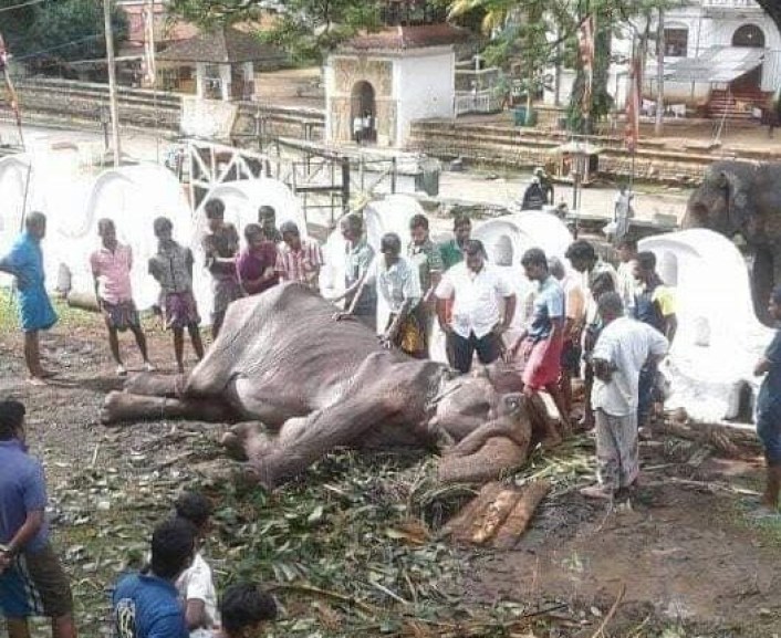 Gajah 'kurus kering' dakwa didera kini mati