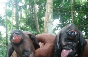 Pemilik kambing mata satu minta henti tular di laman sosial