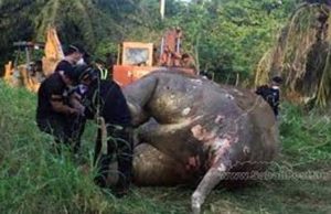 Peluru tembusi tengkorak gajah pygmy