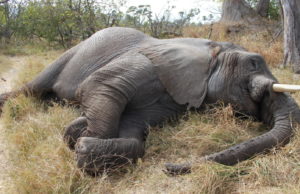 55 ekor gajah mati akibat kemarau dalam tempoh dua bulan