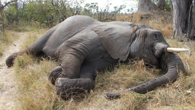 gajah
