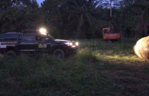 KATS pandang serius pembunuhan gajah pygmy