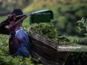 Cameron Highlands bandar paling bahagia di Malaysia