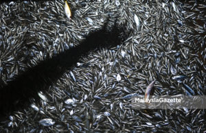 LENSA MG | Keringat Dinihari Pemburu Ikan Bilis
