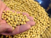 Harga kacang soya melantun semula berharap kepada eksport China