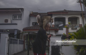LENSA MG | Beruk Jamil Kucing Popular “Iklan Produk Komersial Antarabangsa”