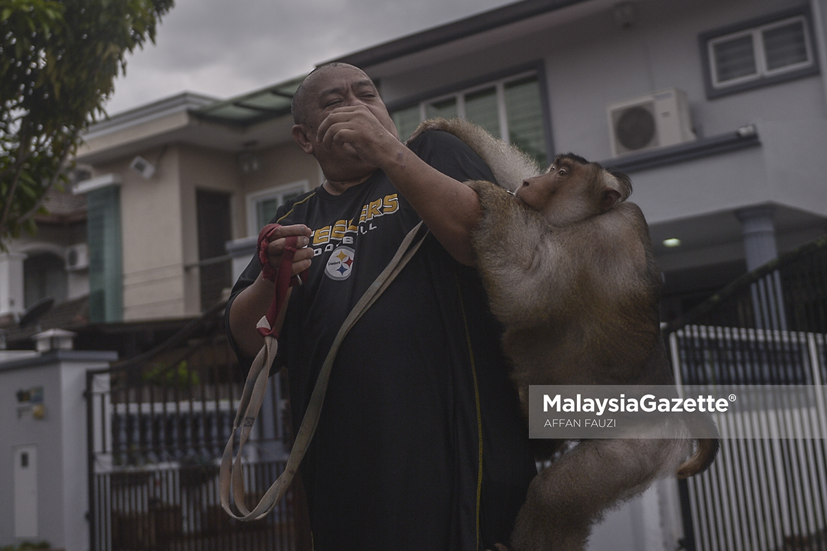 LENSA MG Beruk Jamil Kucing  Popular Iklan Produk 