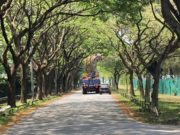 Harimau gergasi di Mines Residence kejutkan pengamal media