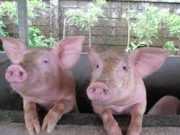 Hampir 1,000 ekor babi mati di Bali akibat penyakit misteri