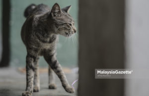 Cuci tangan selepas sentuh haiwan peliharaan