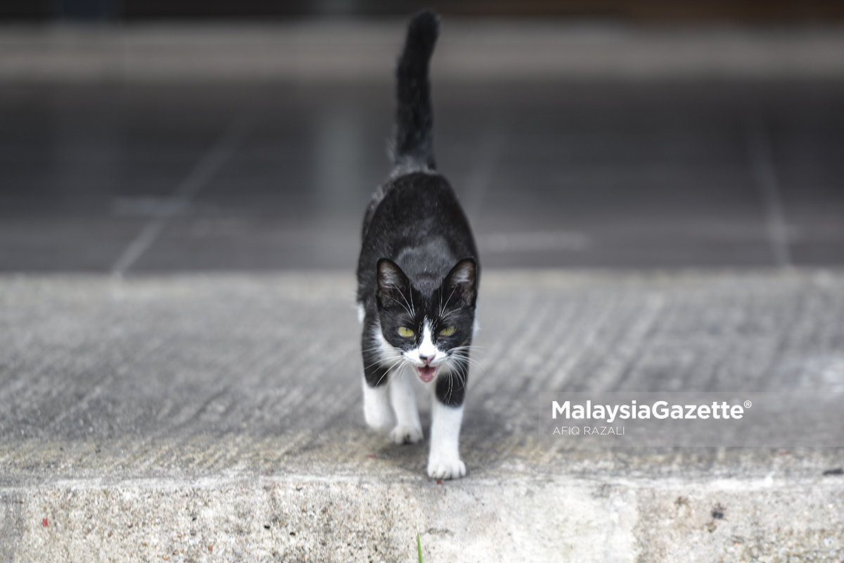 Bagaimana nasib kucing, anjing terbiar kelaparan