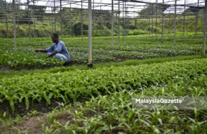 Petani lega, jalankan aktiviti pertanian seperti biasa