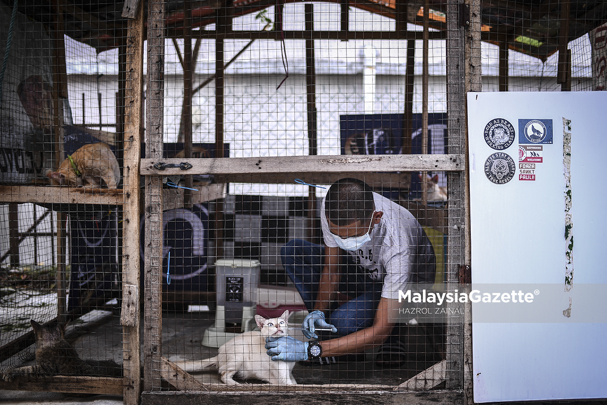 Azizi Penyelamat 'Kucing Jalanan' Dari Wabak Covid19