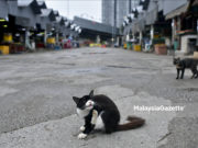 Wanita pukul kucing bunting hingga mati ditahan