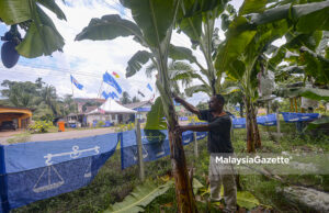 Bersih Kebun Pisang di Musim PRK DUN Chini