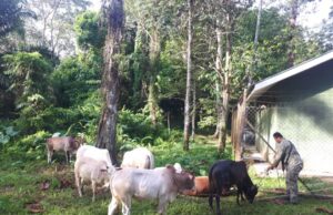 Lelaki ditahan cuba seludup 15 ekor lembu menjelang Aidiladha