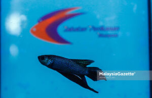 Ternakan ikan laga beri pulangan lumayan