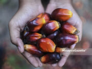 Stok, pengeluaran MSM susut pada Februari 2022 – MPOB palm oil benefits